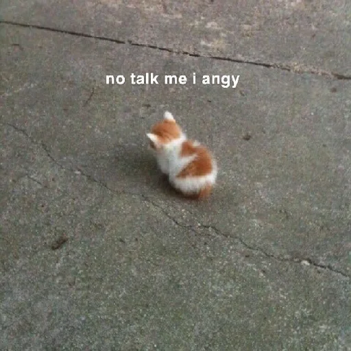 Cat Angy Discord sticker