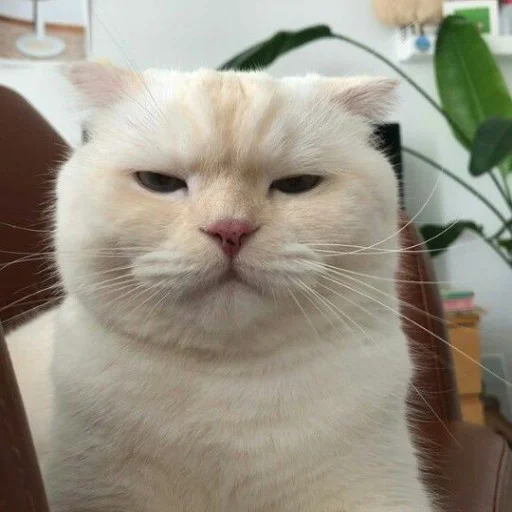 Cat Annoyed Discord sticker