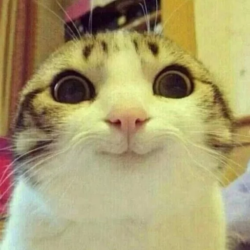 Cat Awkward Discord sticker
