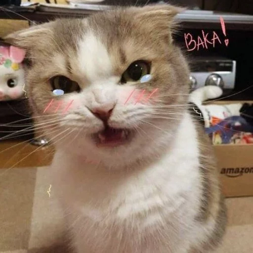 Cat Baka Discord sticker