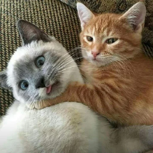 Cat Choke Discord sticker