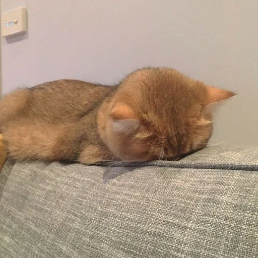 Cat Face Down Discord sticker