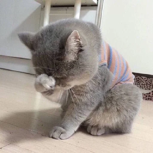 Cat Facepalm Discord sticker