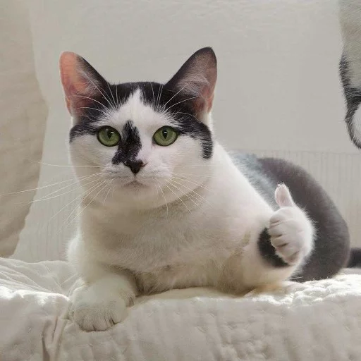 Cat Good Discord sticker