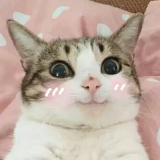 Cat Happy Discord sticker