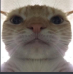cat Discord sticker