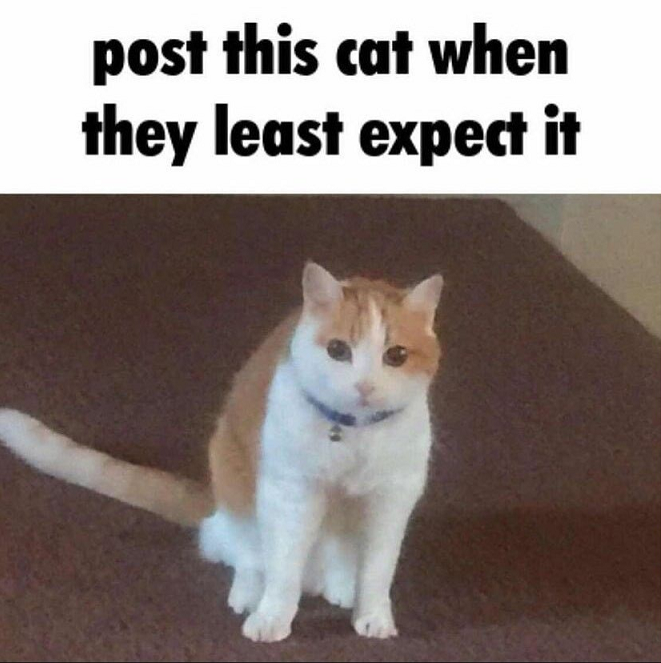 PostThisCat Discord sticker