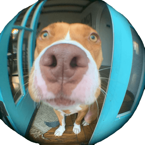let me in please Discord sticker