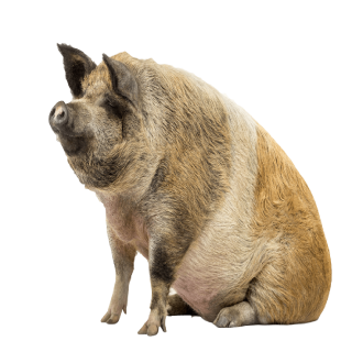 Dudu's Pig Discord sticker
