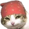 mèo khinh bỉ Discord sticker