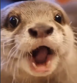 otter pog Discord sticker