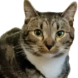 BabsCat Discord sticker