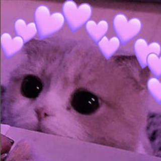 Cat Cute Discord sticker