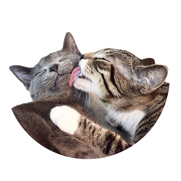 catLicking Discord sticker