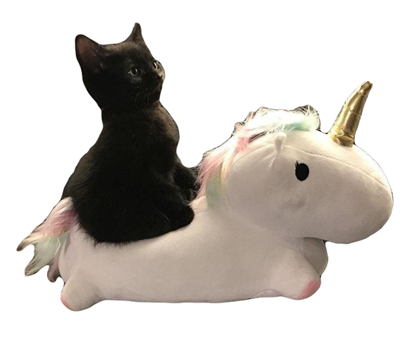 catPony Discord sticker