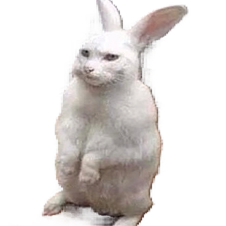 bobert Discord sticker