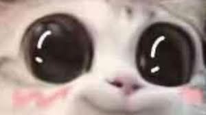 owocat Discord sticker