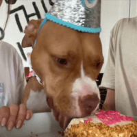 peaches bday  Discord sticker