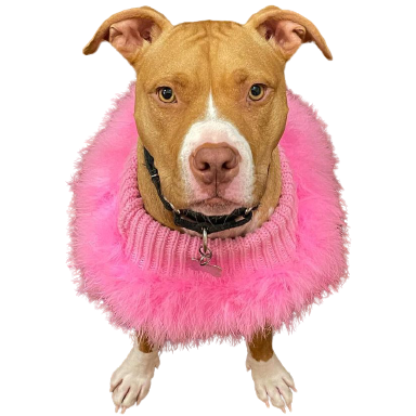 peaches pink dress Discord sticker