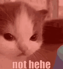 C_not_hehe_cat Discord sticker