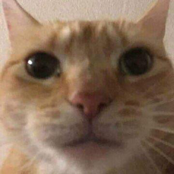 cat stare Discord sticker