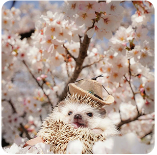 hedgehog Discord sticker