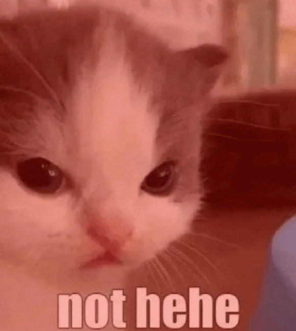 not hehe cat Discord sticker