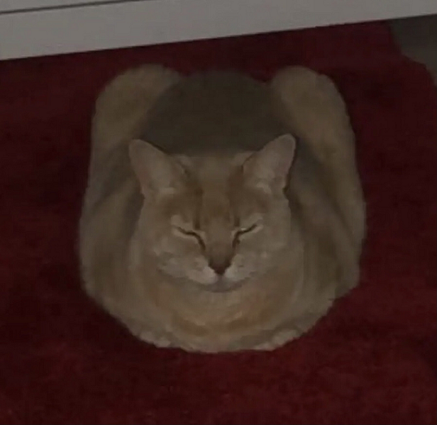 SquashLoaf Discord sticker