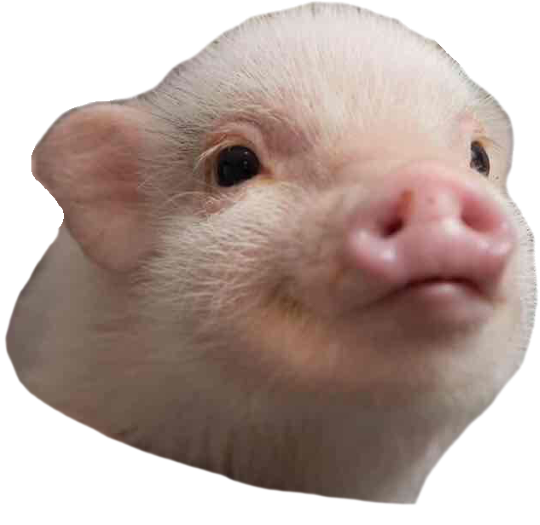 Pig Smile