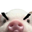 Pig Angery