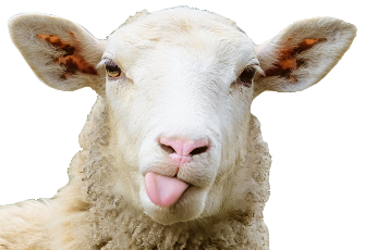 mlem sheep