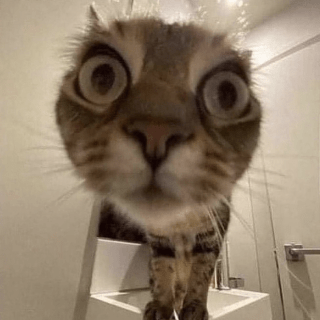cat stare Discord sticker