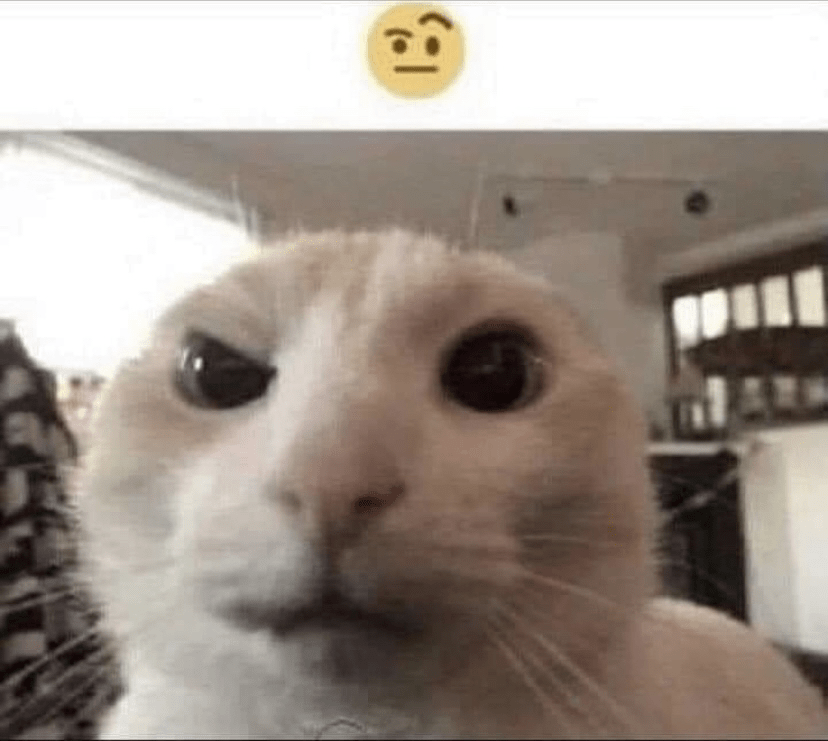 KittyWhat Discord sticker