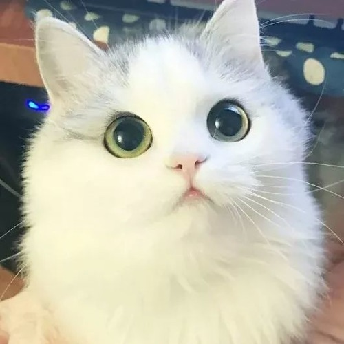 Cute Cat