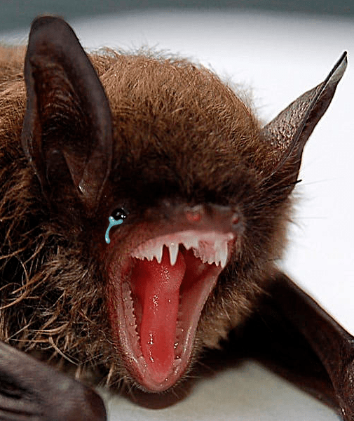 bat