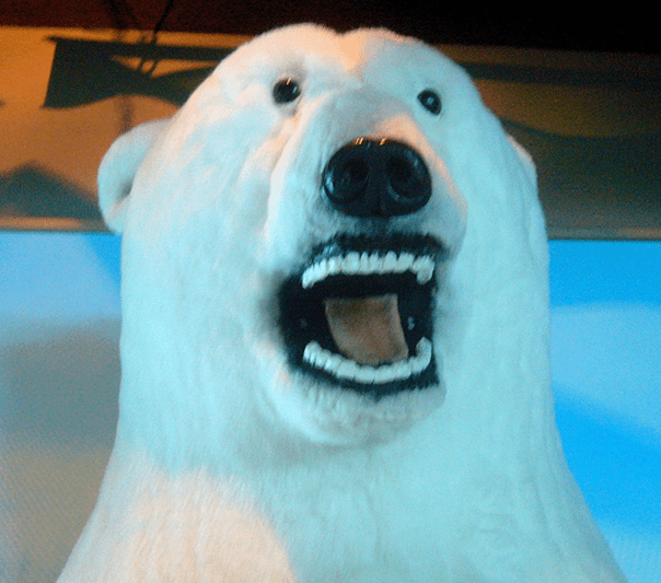 polarbear2