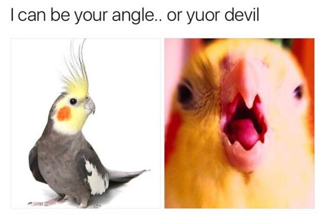devil birb