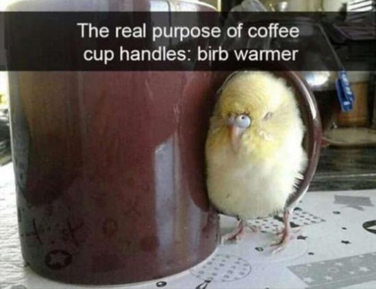 birb warmer