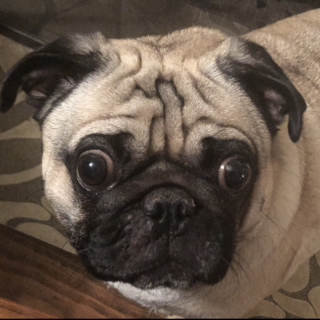 pug_stare Discord sticker