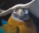 Bird WTF Discord sticker
