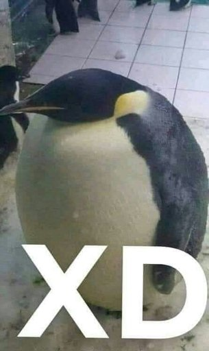 xd  | .gg/programacion Discord sticker