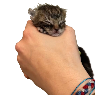mylittlemeowmeow Discord sticker