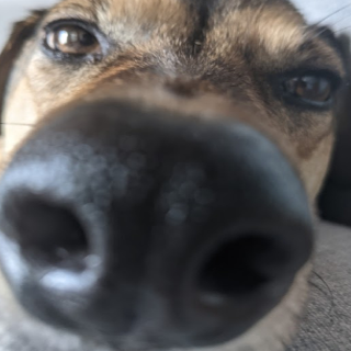 fartsniffer Discord sticker