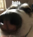Hola Discord sticker