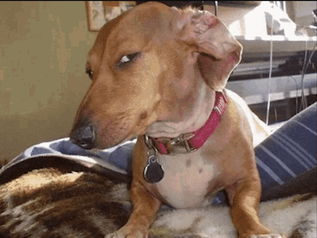 dog stare Discord sticker