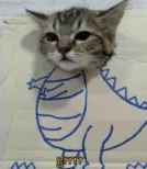 dino kitty Discord sticker
