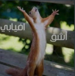 اشق افيابي Discord sticker
