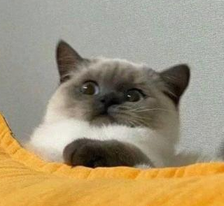 Concerned Cat Discord sticker