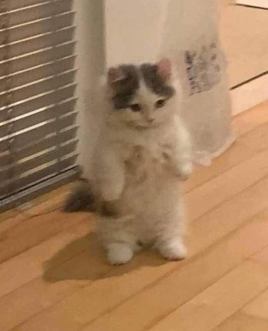 Tiny Cat Discord sticker