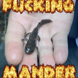 mander Discord sticker